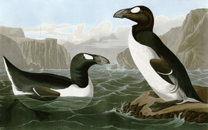 Grand Pingouin - Bird Artist of America. John James Audubon