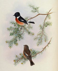 Saxicola maurus indicus, sur Juniperus formosana. De The Birds of Asia (John Gould), Volume 4 - BirdsAsiaJohnGoIVGoul_0144.jpg