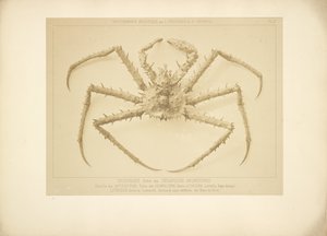 [Crabe] - Bisson Frères