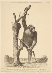 [Gorille] - Bisson Frères