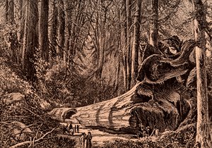 Arbre mammouth 