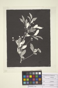 Myrtille - Bolton Coit Brown