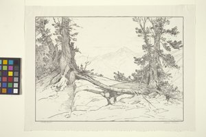 Pins de la Sierra - Bolton Coit Brown
