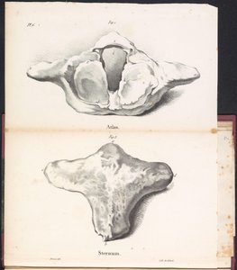 Atlas et sternum de la baleine, 1827