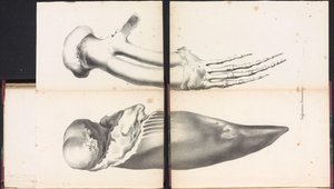 Nageoires pectorales de la baleine, 1827