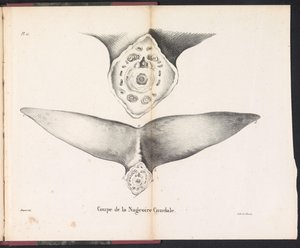 Coupe de la nageoire caudale