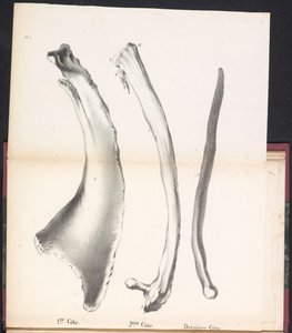 Trois côtes de la baleine, 1827