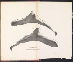 Os pelvien de la baleine, 1827