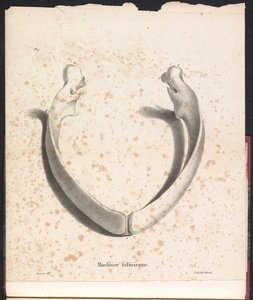 Mâchoire inférieure de la baleine, 1827