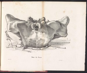 Crâne de la baleine, 1827