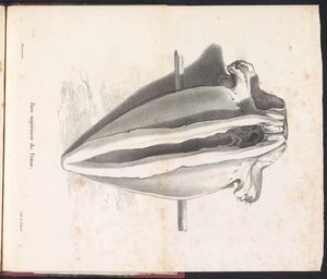 Crâne de la baleine, 1827