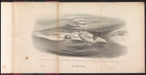 Organes génitaux féminins de la baleine, 1827