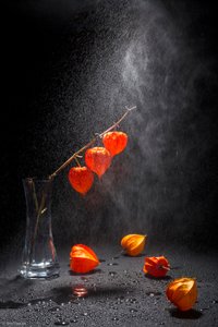  - Brig Barkow