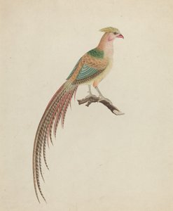 Faisan doré (Chrysolophus pictus)