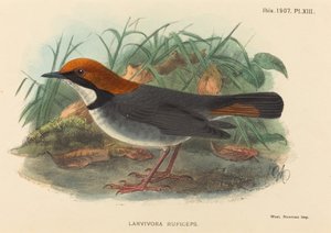 Oiseau (Larvivora Ruficeps)
