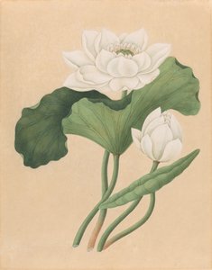 Lotus indien (Nelumbo nucifera)