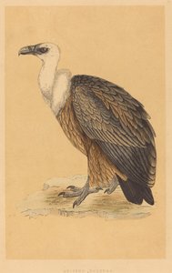 Vautour Griffon