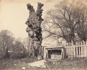Vieil arbre près de Chatham - British 19th Century
