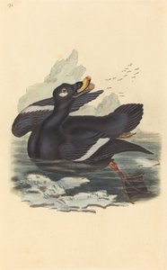Canard en velours - British 19th Century