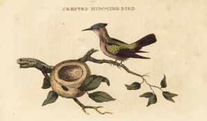 Orthorhyncus cristatus - British School