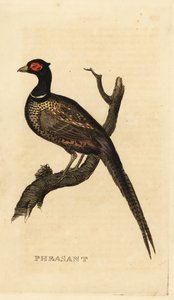 Faisan commun, Phasianus colchicus - British School