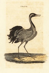 Grue demoiselle, Grus virgo - British School