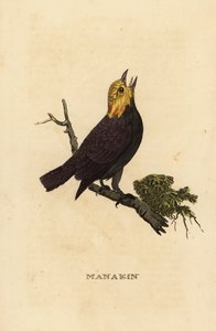Manakin à tête dorée, Ceratopipra erythrocephala - British School