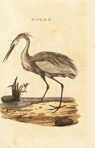 Grande aigrette, Ardea alba - British School