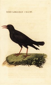 Chocard à bec rouge, Pyrrhocorax pyrrhocorax - British School