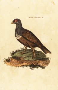 Lagopède rouge, Lagopus lagopus scotica