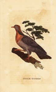 Pigeon colombin, Columba oenas - British School