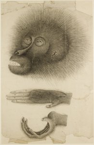 La tête et les mains d