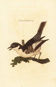 Bergeronnette grise, Motacilla alba - British School