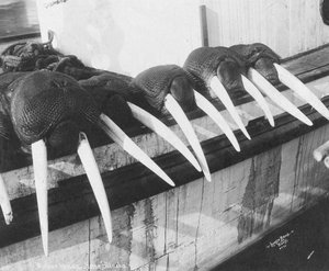 Défenses de morse, Nome, Alaska, vers 1931 (photo)