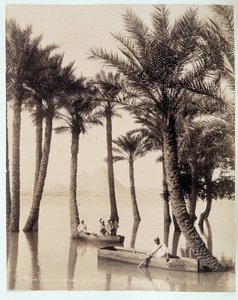 Une palmeraie au pied des pyramides d