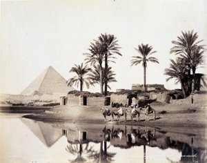 Chameaux buvant au pied des pyramides d