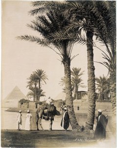 Palmeraie au pied des pyramides d