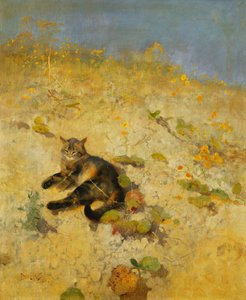 Un chat se prélassant au soleil