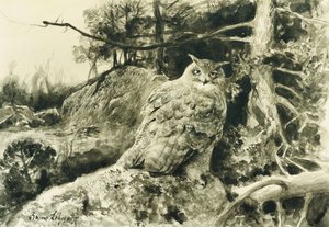 Grand-duc (Bubo Bubo)