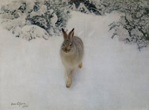 Lièvre en hiver - Bruno Andreas Liljefors