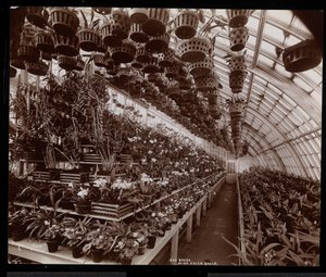 Orchidées dans une serre au domaine Helen Gould (ancienne résidence de Jay Gould) à Tarrytown, New York, 1894 - Byron Company