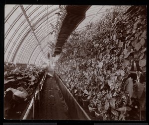 Orchidées dans une serre au domaine Helen Gould (ancienne résidence de Jay Gould) à Tarrytown, New York, 1894 - Byron Company