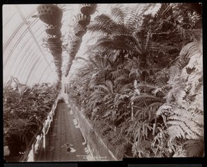 Plantes dans une serre au domaine Helen Gould (ancienne résidence de Jay Gould) à Tarrytown, New York, 1894 - Byron Company