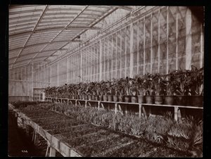 Plantes dans une serre au domaine Helen Gould (ancienne résidence de Jay Gould) à Tarrytown, New York, 1894 - Byron Company