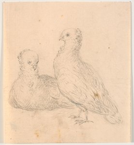 Deux pigeons