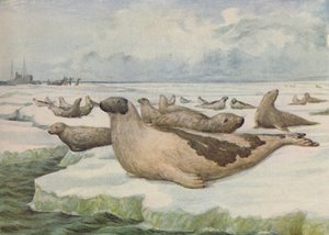 Chasse au Phoque, Terre-Neuve, 1916 - C.G Lowther