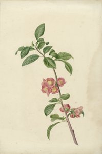 Branche de cerisier japonais en fleur - C.J. Kruimel