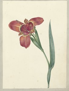 Fleur nommée Ferraria Tigrina - C.J. Kruimel