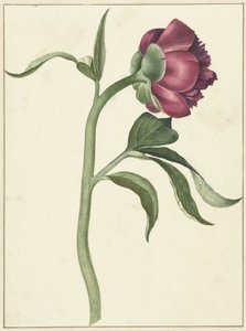 Fleur de pivoine