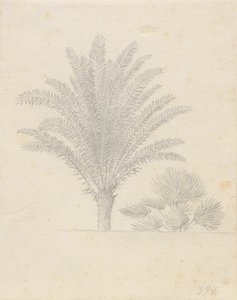 Palmier et groupe de feuilles - Christoffer Wilhelm Eckersberg